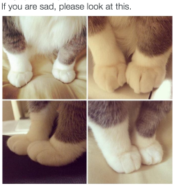 aradiiaa:  awwdorables:  cat feet make everything better  @clock-heart