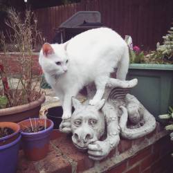 #Meko #garden #summer #whitecat #cute #dragon