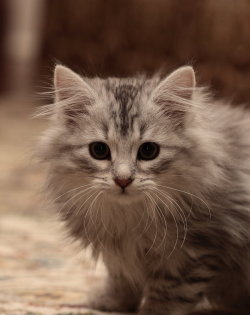 cat-parlour: Sasha the cat ♡