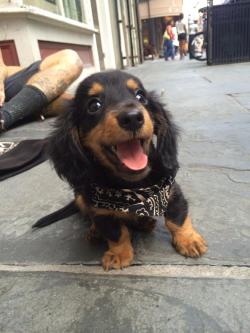 fuzzwitch:  arabellesicardi:  this dog brings me great joy and