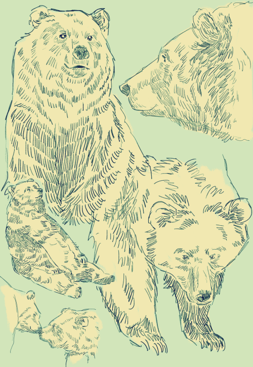 flurgburgler:bears! bears! bears!