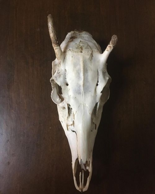 11/5/21 My Buck Spike Skull! 🤘💀🤘 (at Jefferson, Georgia)
