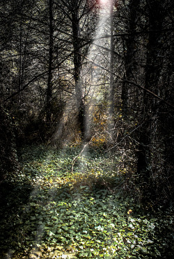  nature & vintage blog 