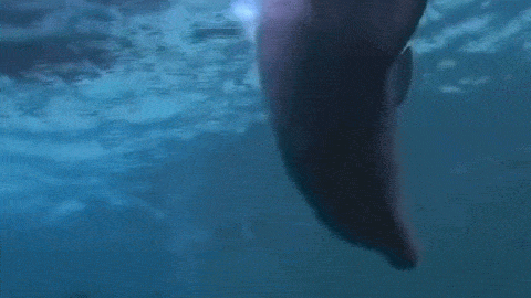 sixpenceee:   Dolphins artfully creating and playing with underwater