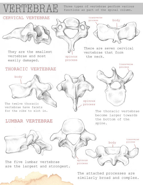 kaalashnikov:  I slaved over my bone portfolio all week and it’s finally doooone. It has a short comic corresponding to the title page where one guy shows the other his forensic notes, but that’s too much to bother uploading.