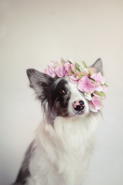 handsomedogs: Queen :by Martyna Ożóg facebook | instagram |