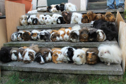 idkjustshiv:  furything:  44 guinea pigs  ITS LIKE A CLASS PHOTO