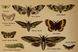 nemfrog: Hawk moths. Father Tuck’s natural history book. 1900. 