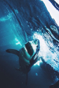 wolverxne:Great White Shark | by: { Morne Hardenberg }