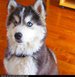 aplacetolovedogs:  Beautiful blue eyed Husky puppy Mystique,
