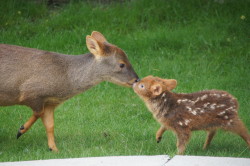 babygoatsandfriends:  I declare today pudu day! Photo by Lee