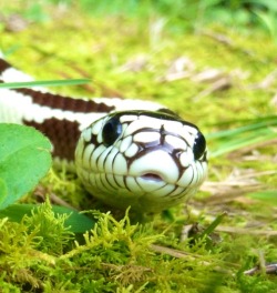 adorablesnakes:  A goober.