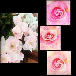 #spring #primavera #rosas #roses