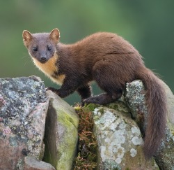 beautiful-wildlife:  Pine Marten by Phil Johnston 