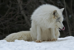 jaws-and-claws:  “Fun with your Tongue” - Canadian