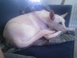 Look how pretty my dog is :) She loves sleeping on Nick’s blanket