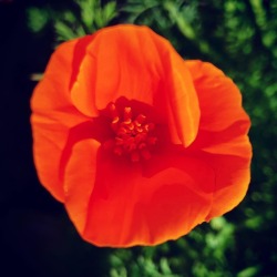 Spring #orange (at Othman Manor)