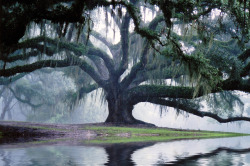 travelingcolors:  Flooded Avery Oak | Louisiana (by Steve Smith)