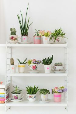 myidealhome:manic monday: succulent plants in tea cups / Hema