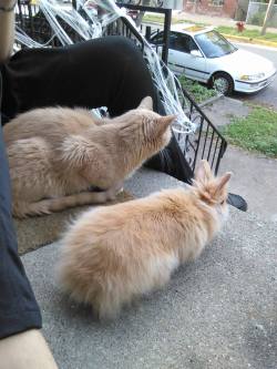 bikegothxvx:  Stoop kids afraid to leave their stoop