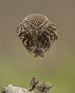 coffeenuts:  Little Owl by Russell Savory - http://ift.tt/1GeQ1vH