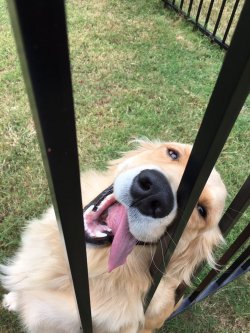 awwww-cute:  The neighbors dog loves me (Source: http://ift.tt/2e0RWjp)