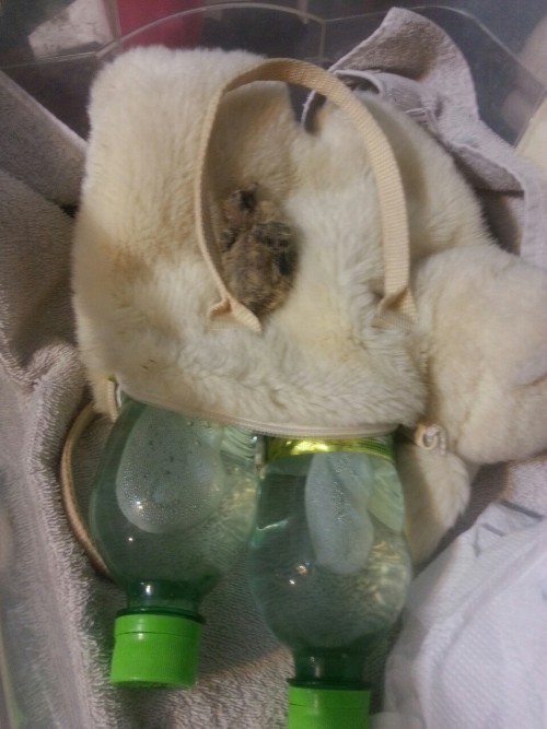Pollito is doing great so far, Iâ€™ve slept just 2 hours (not bc of him, its too hot here ;-;) and I think Iâ€™ll go to sleep now that i fed him. Iâ€™ve put two bottles with hot water inside that cute polar bear bag to keep him warm ðŸ¥ðŸ’™