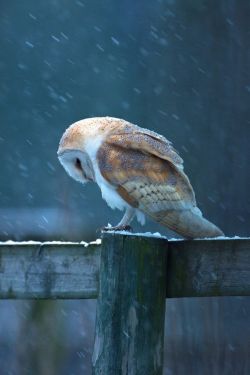 megarah-moon:  “Barn Owl” by  Nigel Pye  