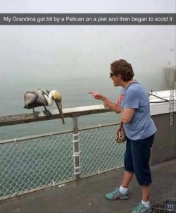 This Pelican looks so ashamed though…