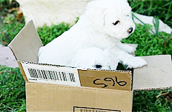 puppygifs:  [x] - Bichon Frise Puppies In A Box 