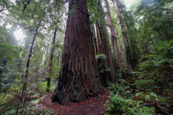 steepravine: Majestic Old Growth Redwood I need to bring a measuring