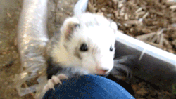 cominturnt:  Hello, I’m a ferret, and I’m going to steal