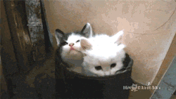 Funny Gif and Lol Gifs
