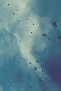 dream-catcher-save-us:  birds. | via Tumblr on We Heart Ithttp://weheartit.com/entry/72311897/via/narnian_spirit