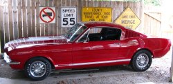 Mustangs galore