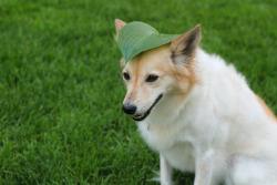 disco-vader:  kangals:  pixpup:  LEAF HEAD LEAF HEAD LEAF HEAD