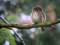 cloudyowl:  Eurasian Pygmy Owl by Frank.Vassen 