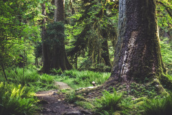 jonahreenders:   By: Jonah Reenders  