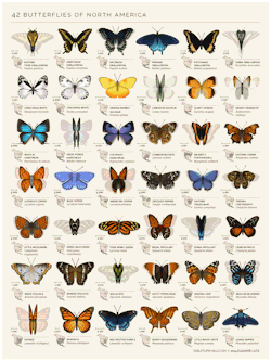 science-junkie:  An identification chart of 42 North American