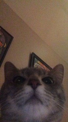 Unflattering Cat Selfies