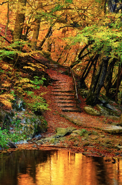 opticallyaroused:  Twelve Steps to Autumn by Mary Kay 