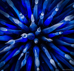 Glass art by Dale Chihuly. Photo by wordsmatty.