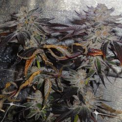 weedporndaily:  Award winning #dosido ready to come down in a