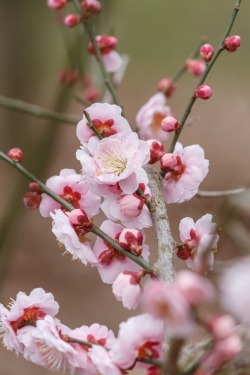 sazanami-ayame:  水戸・偕楽園にて。愛らしいピンクの梅。