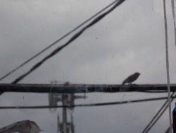 bird outside the kitchen, fightin&rsquo; his reflection tell him I got nothin&rsquo; for him