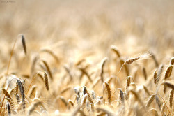 Wheat field