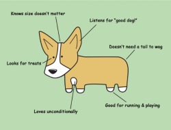 corgimonster:  corgidogsorg:  Pretty much true!  The looks for