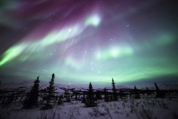 brutalgeneration:  Northern Lights, Jupiter, Orion, and a Shooting