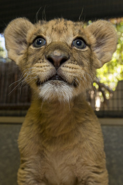 thequeenbitchmnm:  sdzoo:  Happy World Lion Day! The embodiment