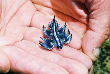 stuckinabucket:  camwyn:  sci-universe:  Glaucus atlanticus, the blue dragon (also called sea swallow and blue angel), is a species of small-sized blue sea slug. This tiny animal spends its life floating upside-down on the surface of the Pacific, Atlantic